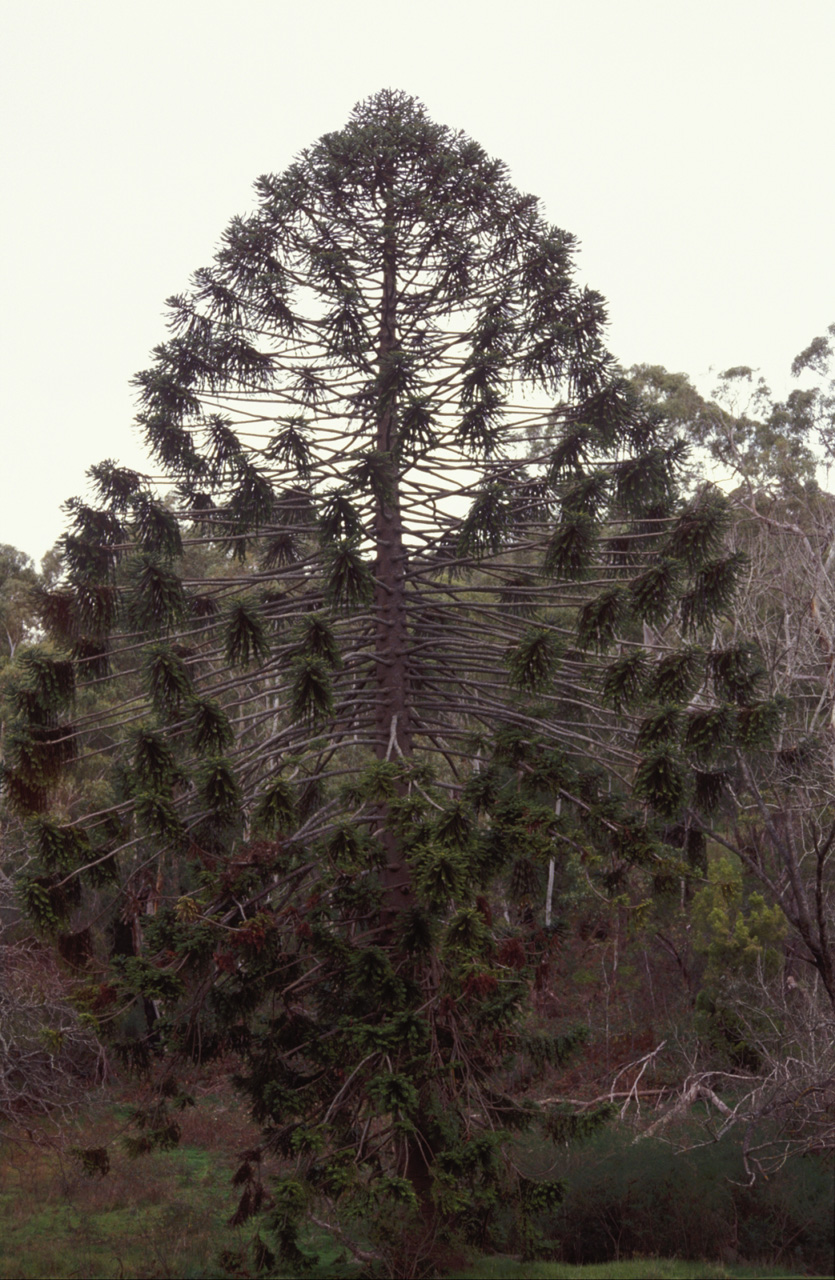 Araucaria-01