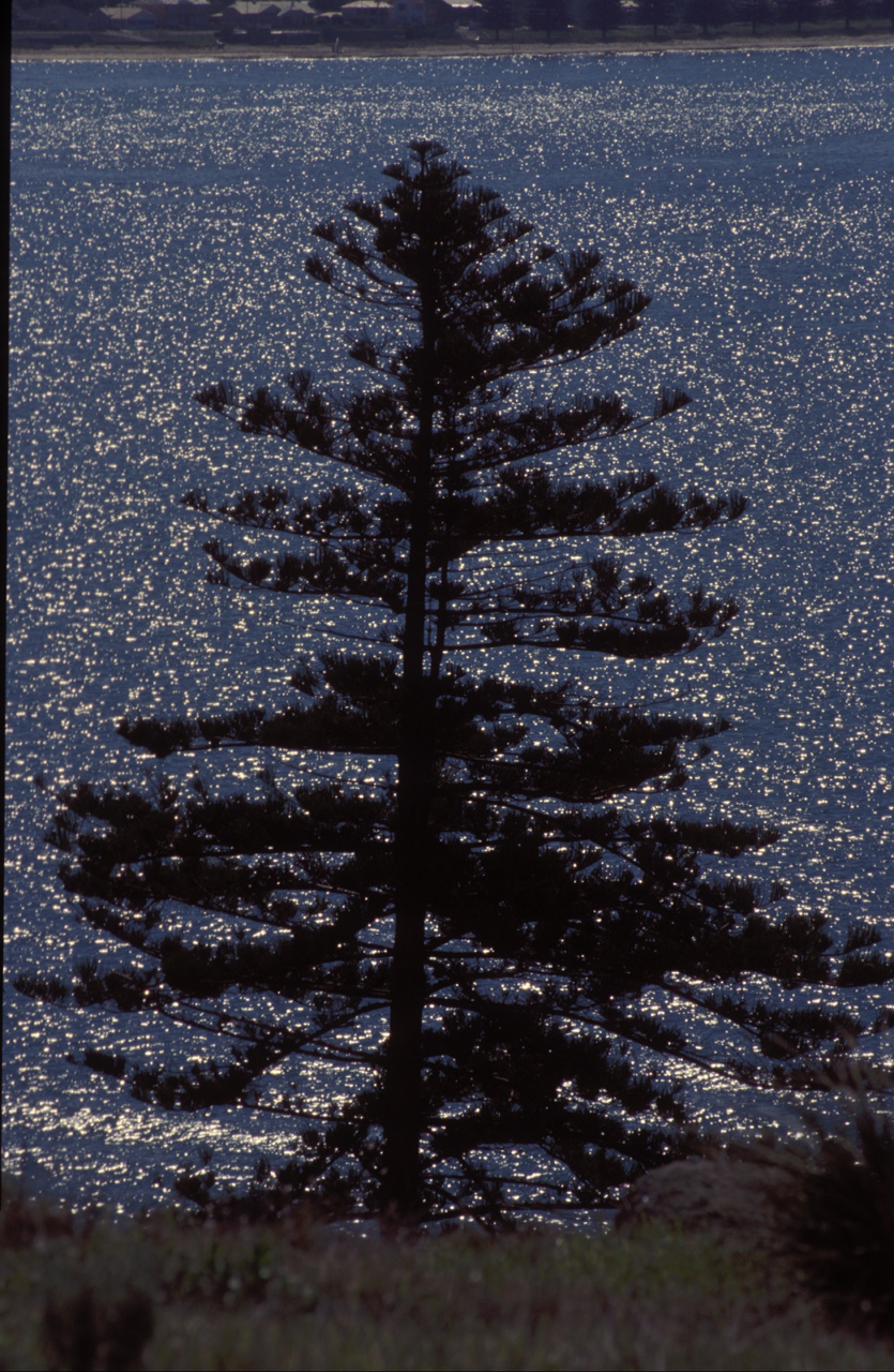 Araucaria-02