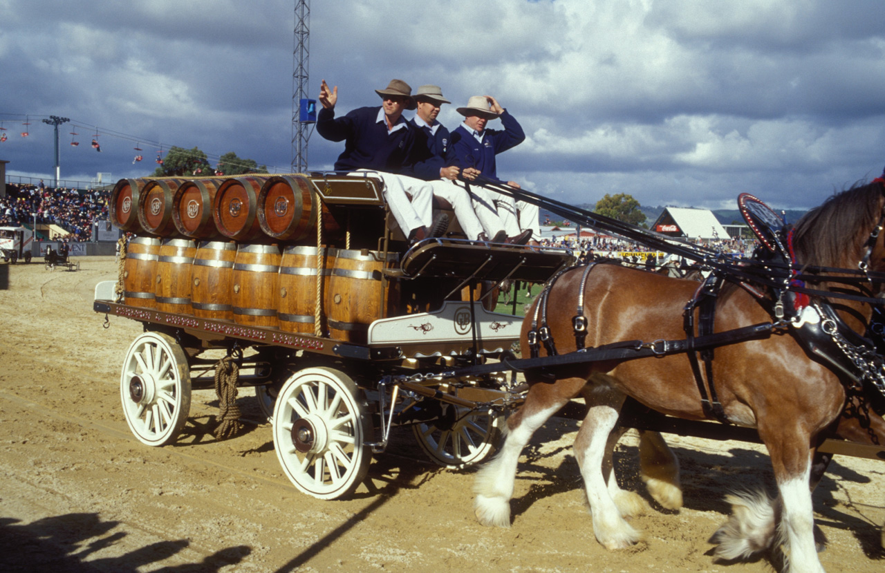 Cavalli-da-birra-alla-fiera-02