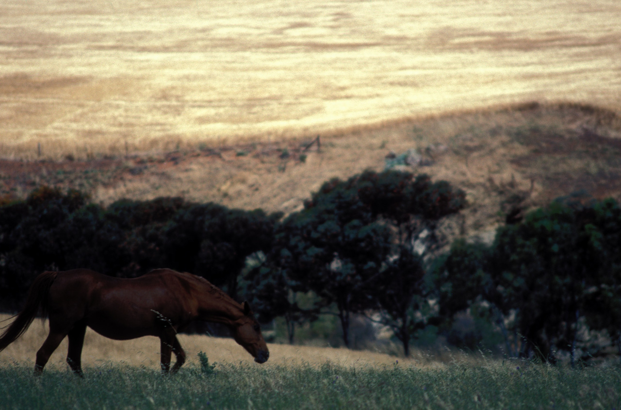 Fattoria-Isobel-cavallo-01