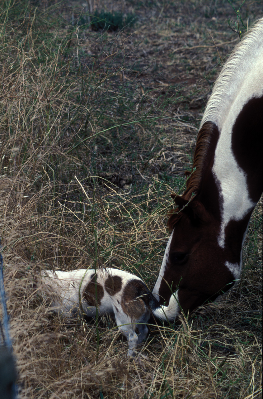 Fattoria-Isobel-cavallo-e-cane-01