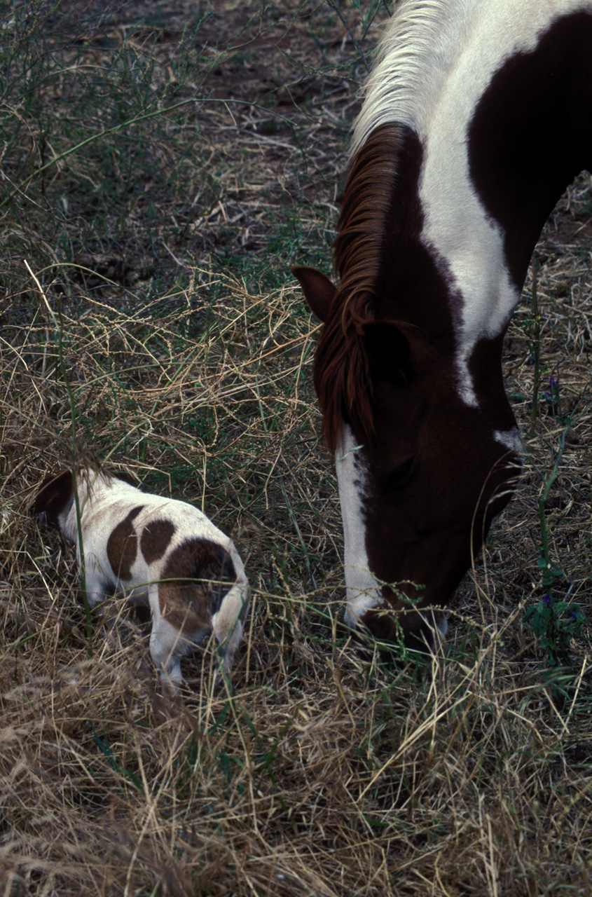 Fattoria-Isobel-cavallo-e-cane-02