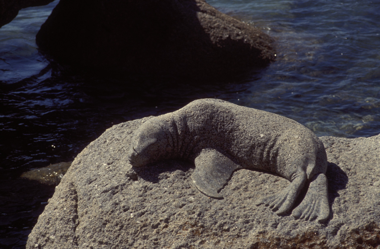 Foca-di-pietra-Victor-Harbour-01