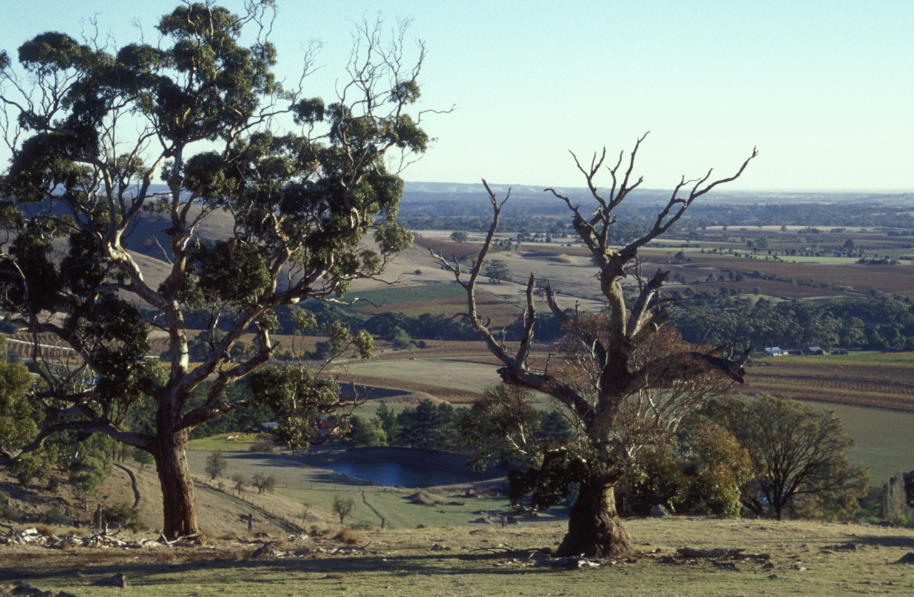 McLaren-Vale-03