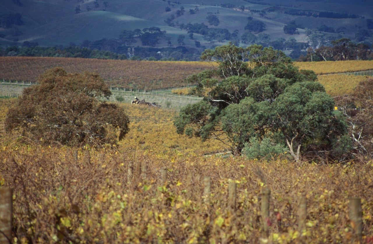 Vigneti-della-Barossa-Valley-01