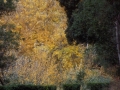 Autunno-a-Belair-03