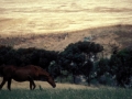 Fattoria-Isobel-cavallo-01