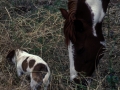 Fattoria-Isobel-cavallo-e-cane-02