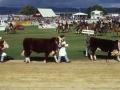 Royal-festival-001