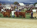 Royal-festival-002