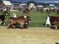 Royal-festival-003