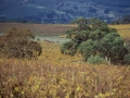 Vigneti-della-Barossa-Valley-01