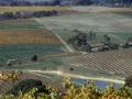 Vigneti-della-McLaren-Vale-01