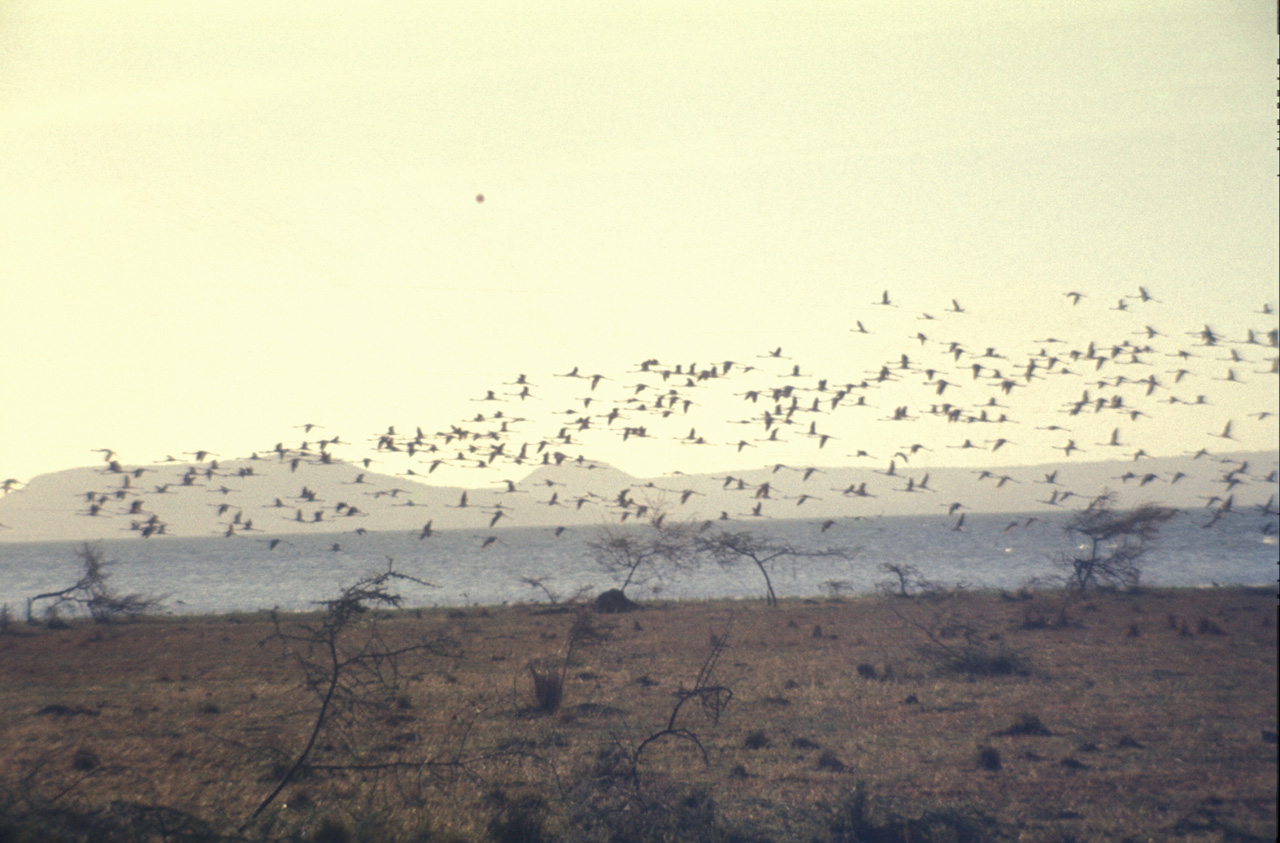 Flamingos-al-lago-01