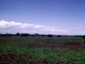 Mandria-di-dromedari-02