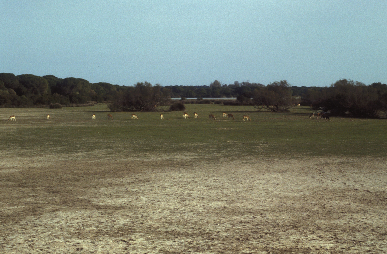 Parco-Nazionale-Donana-011