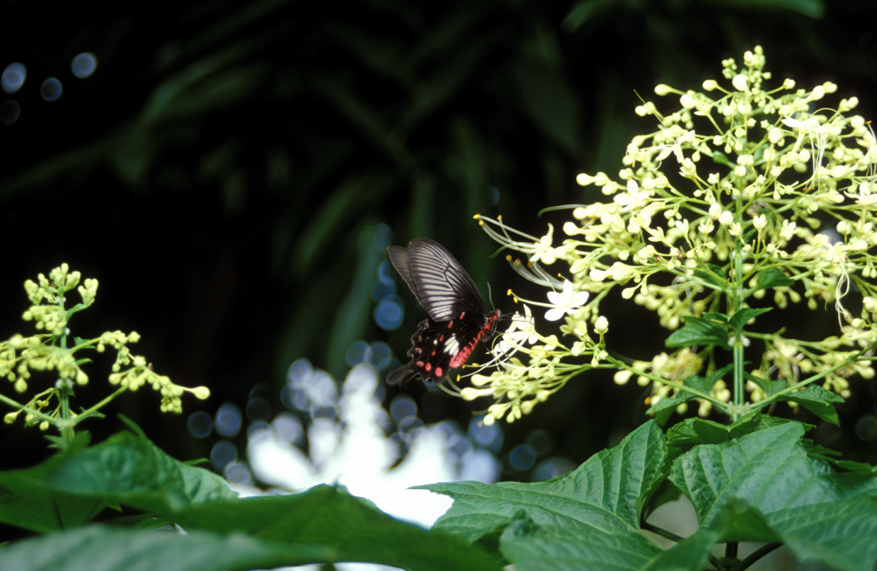 Farfalla-002a