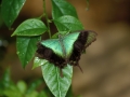 Farfalla-02a