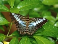 Farfalla-03a