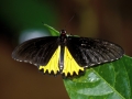 Farfalla-04a