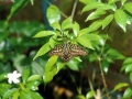 Farfalla-05a