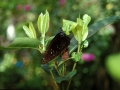 Farfalla-07a
