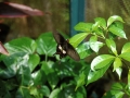 Farfalla-08a