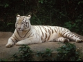Tigre-bianca-01