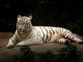 Tigre-bianca-03